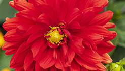 BABYLON RED DAHLIA